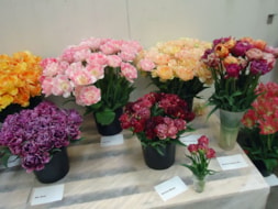 Tulipshow (4)